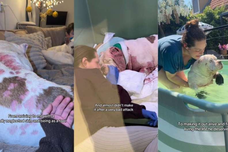 Neglected Dog Who Almost Didn’t Make It Gets a Miraculous Transformation