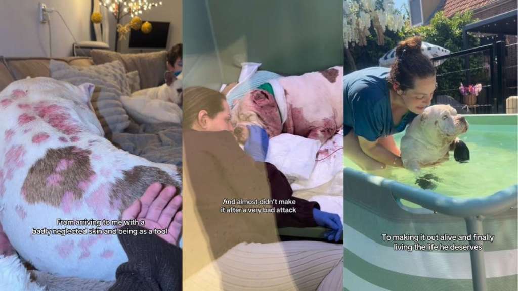 Neglected Dog Who Almost Didn’t Make It Gets a Miraculous Transformation