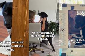 Shelter Dog Hides Behind Door but Looks at Foster Mom Like She’s His Entire World