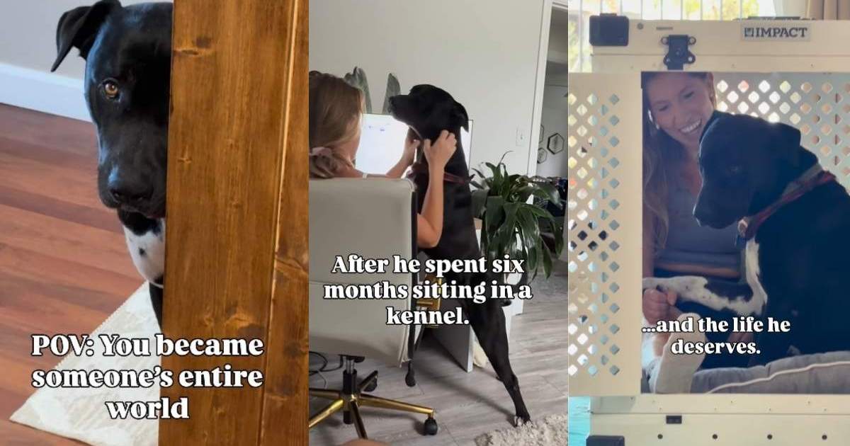 Shelter Dog Hides Behind Door but Looks at Foster Mom Like She’s His Entire World