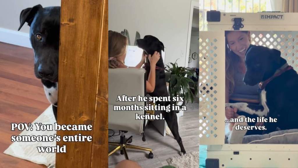 Shelter Dog Hides Behind Door but Looks at Foster Mom Like She’s His Entire World