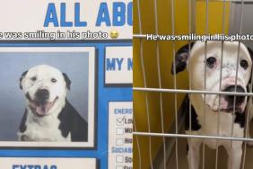 Shelter Dog Smiles for His Photo, Unaware of the Life Waiting Behind Gray Kennel Walls