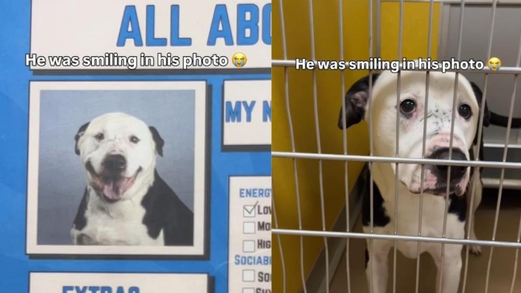 Shelter Dog Smiles for His Photo, Unaware of the Life Waiting Behind Gray Kennel Walls