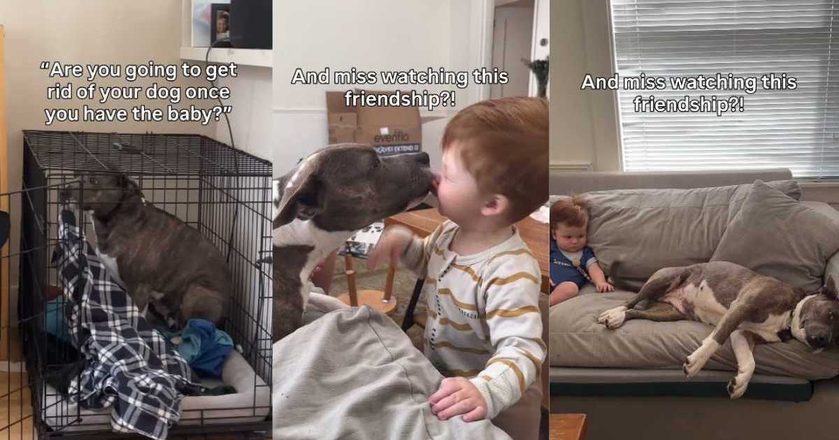 Rescue Dog Falls in Love With Little Baby Like They’re Soulmates & It’s Truly Magical