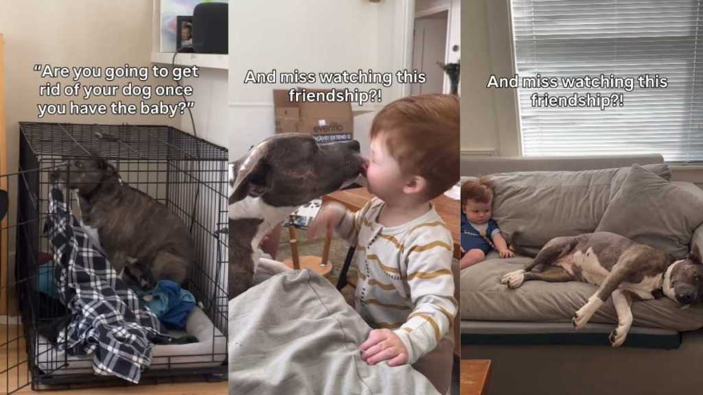Rescue Dog Falls in Love With Little Baby Like They’re Soulmates & It’s Truly Magical