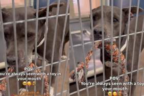 Shelter Dog Always Clutches a Toy in Her Kennel, Just Wants a Home To Call Her Own