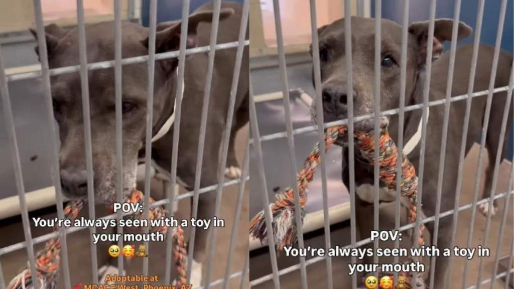 Shelter Dog Always Clutches a Toy in Her Kennel, Just Wants a Home To Call Her Own