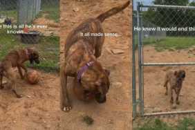 Human Sees Rescue Dog Playing by Himself & Realizes Something Heartbreaking