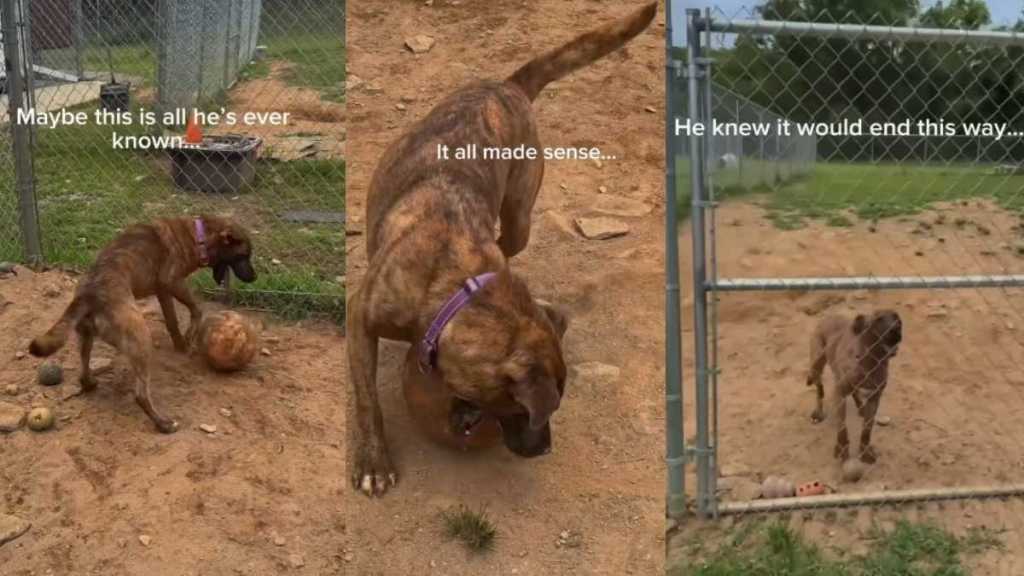 Human Sees Rescue Dog Playing by Himself & Realizes Something Heartbreaking