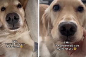 Owner's Feelings About Golden Retriever Changes Within Just 2 Hours