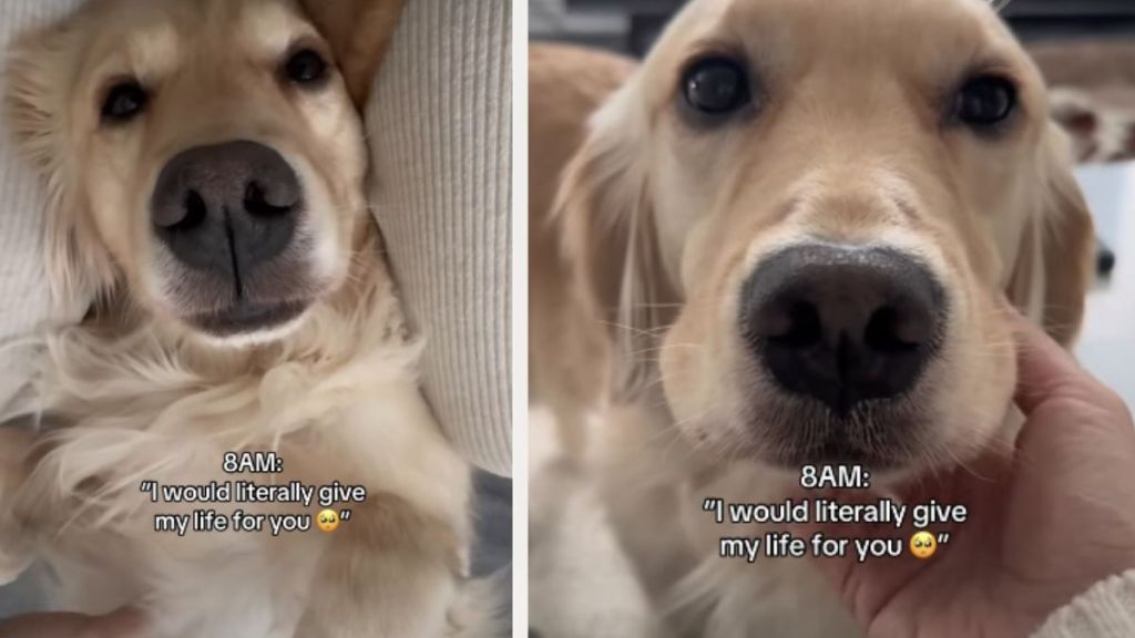 Owner's Feelings About Golden Retriever Changes Within Just 2 Hours
