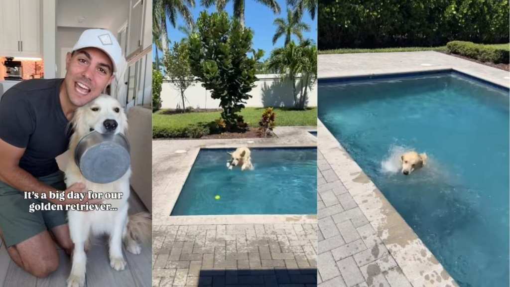 Golden Retriever Reunited With Pool After a Month Unleashes Utter Chaos