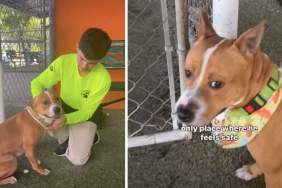 Shelter Dog Is So Fearful He Thinks of the Kennel as His Safe Space