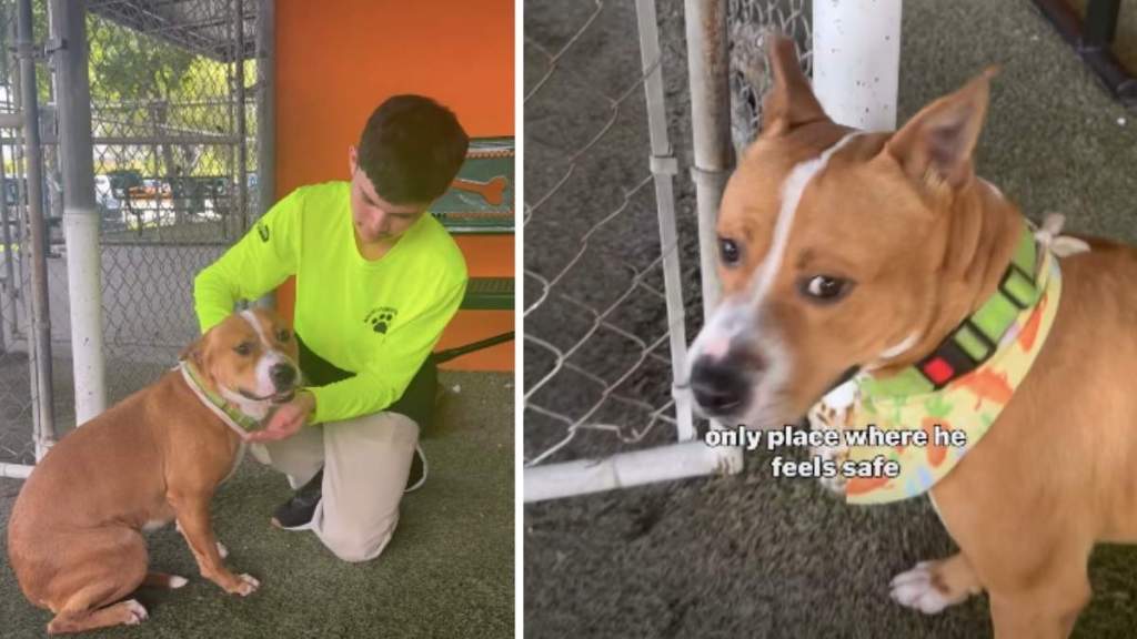 Shelter Dog Is So Fearful He Thinks of the Kennel as His Safe Space