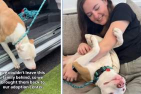 Mama Shelter Dog Watches All Her Babies Find Homes, Now She’s Hoping for One Too