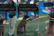 Shelter Dog Has Waited Years To Be Chosen, Living for Brief Moments Outside the Kennel