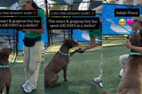 Shelter Dog Has Waited Years To Be Chosen, Living for Brief Moments Outside the Kennel