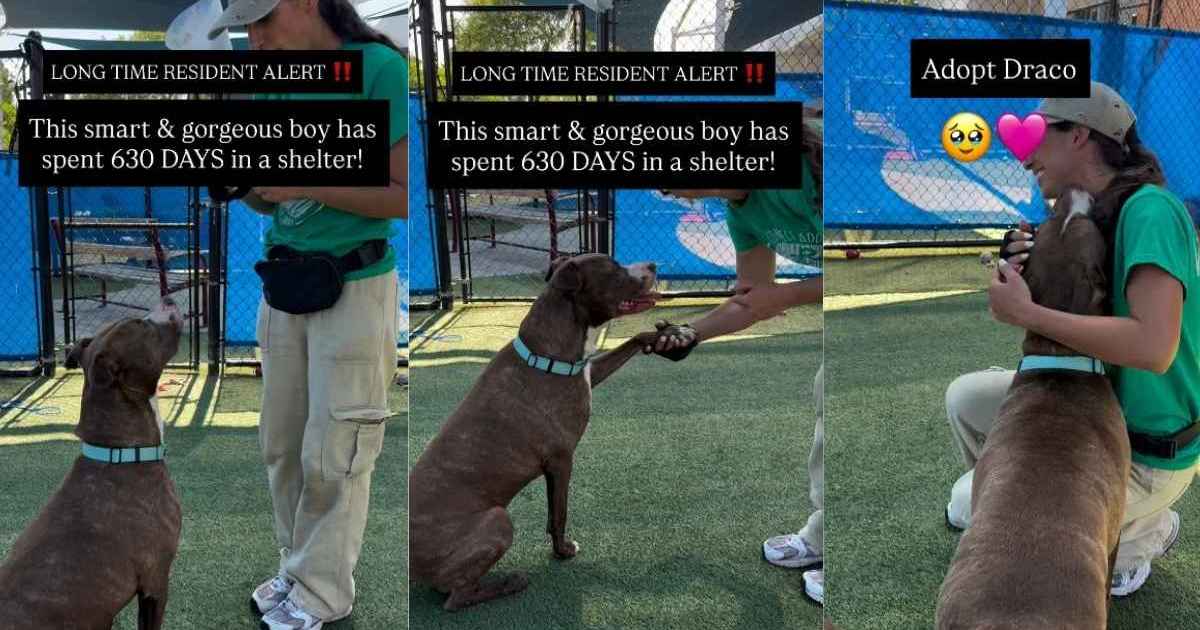 Shelter Dog Has Waited Years To Be Chosen, Living for Brief Moments Outside the Kennel