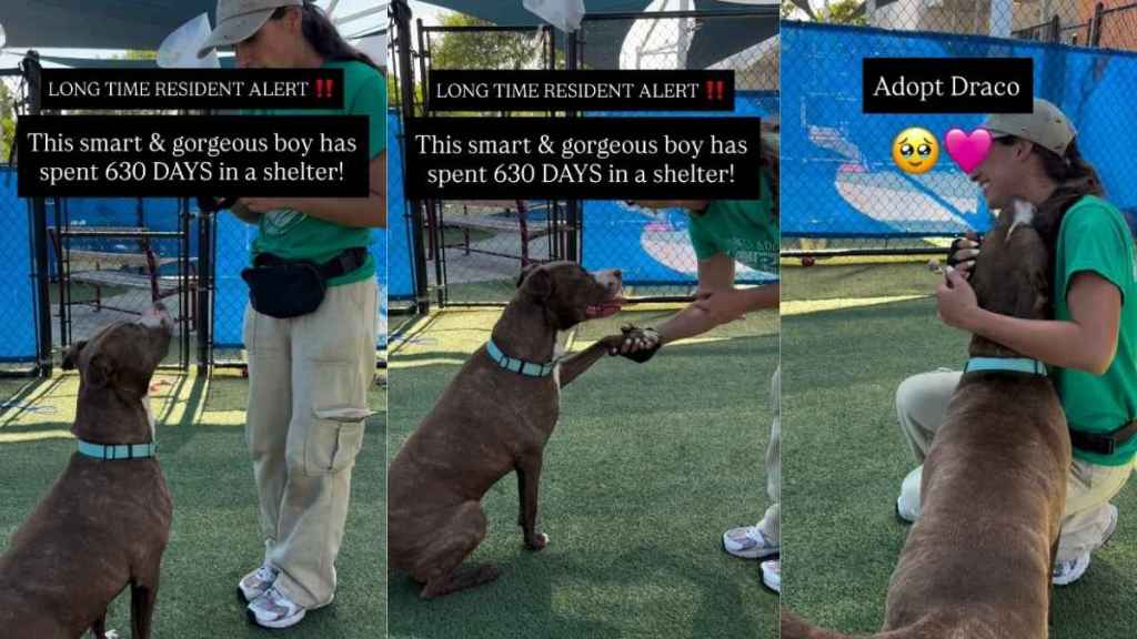 Shelter Dog Has Waited Years To Be Chosen, Living for Brief Moments Outside the Kennel
