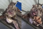 Shelter Dog Frantically Scratches at Kennel Door, Hoping for a Final Chance at Rescue