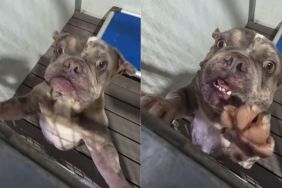 Shelter Dog Frantically Scratches at Kennel Door, Hoping for a Final Chance at Rescue