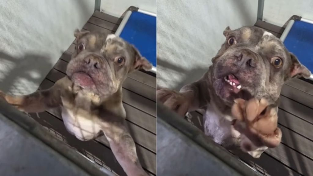 Shelter Dog Frantically Scratches at Kennel Door, Hoping for a Final Chance at Rescue