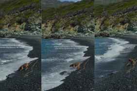 Rescue Dog Sees the Ocean for the First Time on a Journey To Discover the World With Mom