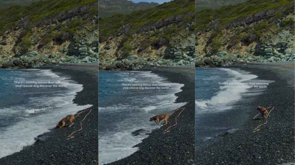Rescue Dog Sees the Ocean for the First Time on a Journey To Discover the World With Mom