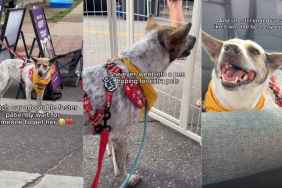 Foster Dog up for Adoption Waits for Someone To Pet Her, Only To Watch People Walk Away