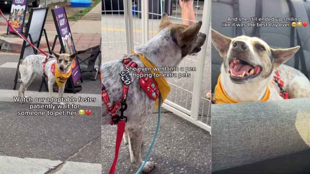 Foster Dog up for Adoption Waits for Someone To Pet Her, Only To Watch People Walk Away
