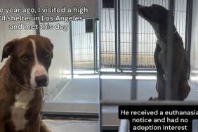 Shelter Dog Had Hours Left To Live, but One Request Changed His Life Forever
