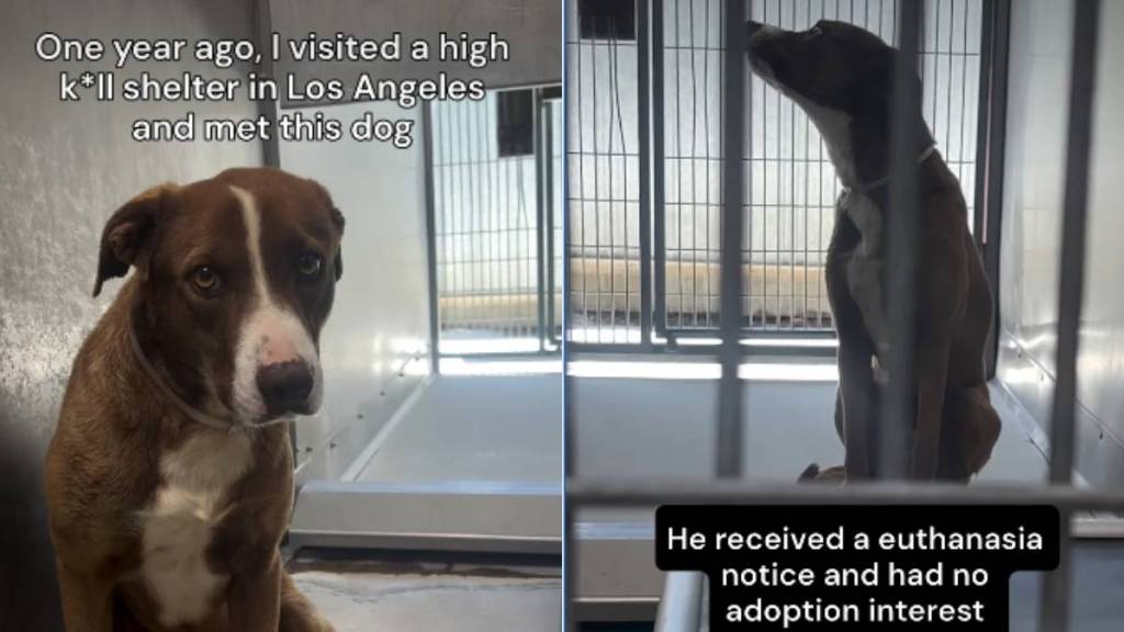 Shelter Dog Had Hours Left To Live, but One Request Changed His Life Forever