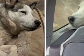 Shelter Dog Escapes Final Deadline, but Her Second Chance Still Needs a Happy Ending