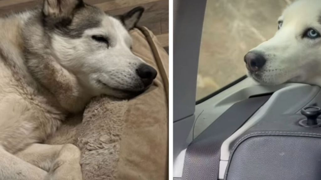 Shelter Dog Escapes Final Deadline, but Her Second Chance Still Needs a Happy Ending