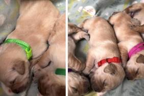 Mama Golden Retriever Snuggles Close to Her Babies as if She’s Afraid To Leave Them