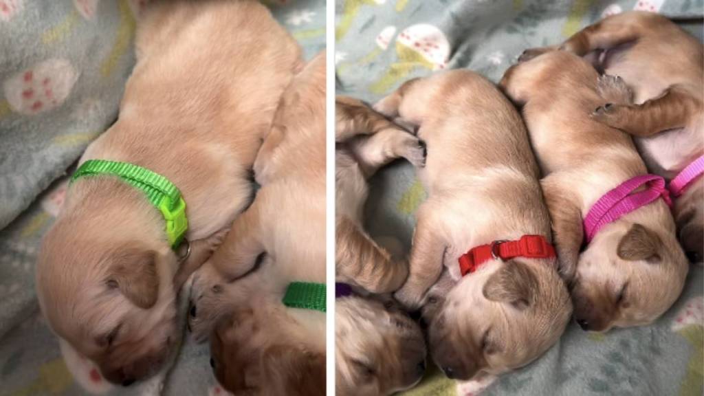 Mama Golden Retriever Snuggles Close to Her Babies as if She’s Afraid To Leave Them