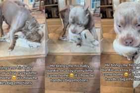Emotional Dog Has the Sweetest Way of Handling ‘Big’ Feelings Using a Baby Blanket