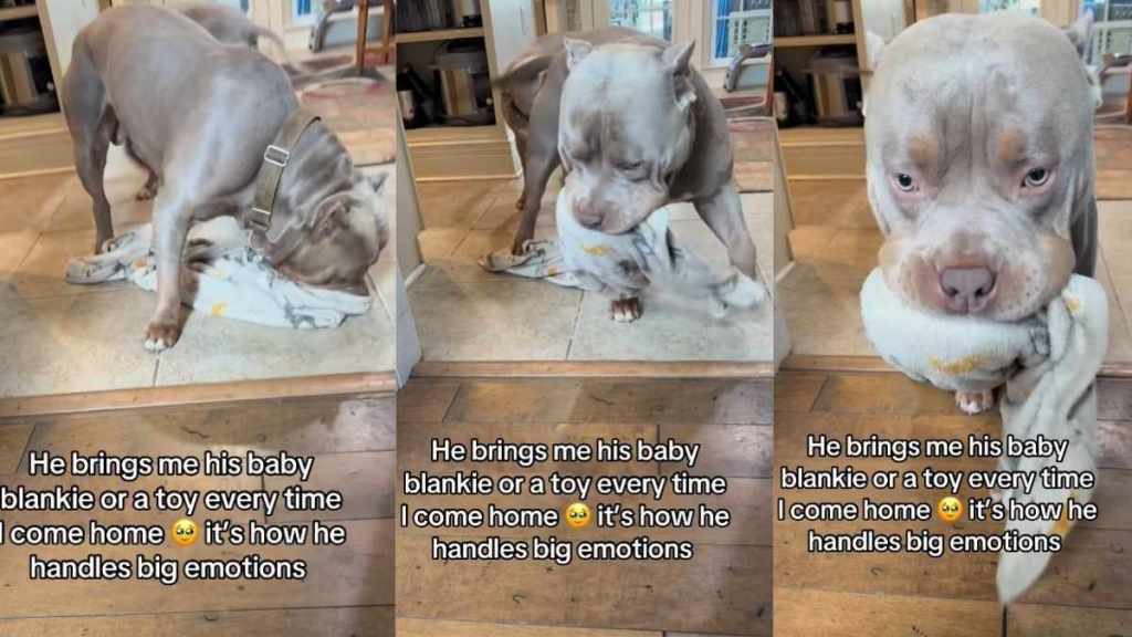 Emotional Dog Has the Sweetest Way of Handling ‘Big’ Feelings Using a Baby Blanket