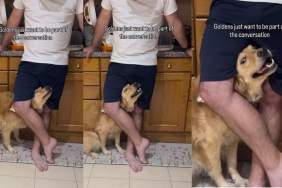 Golden Retriever Does the Unexpected To Feel Included in a Conversation