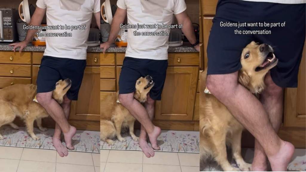 Golden Retriever Does the Unexpected To Feel Included in a Conversation