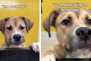 Shelter Dog Hears Day After Day That Nobody’s Taking Him Home & Still Never Loses Hope