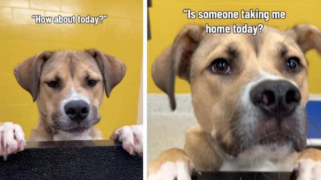 Shelter Dog Hears Day After Day That Nobody’s Taking Him Home & Still Never Loses Hope