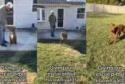 Rescue Dog Who Lived Behind Shelter Walls Can’t Contain Joy After Getting His Own Yard
