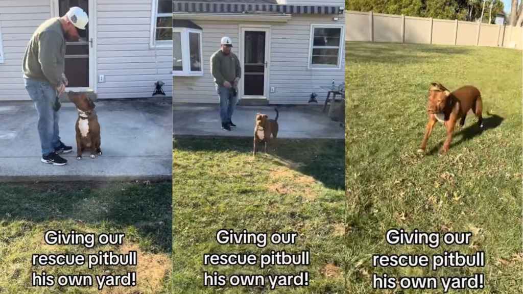 Rescue Dog Who Lived Behind Shelter Walls Can’t Contain Joy After Getting His Own Yard