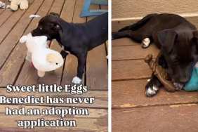 Shelter Puppy With No Adoption Applications Finally Gets the Ending She Deserves