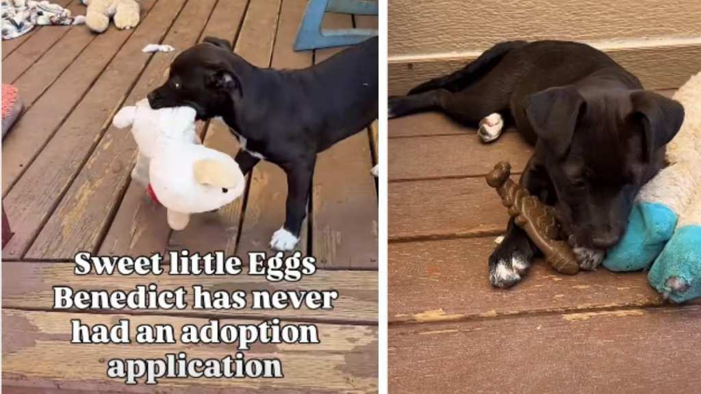Shelter Puppy With No Adoption Applications Finally Gets the Ending She Deserves