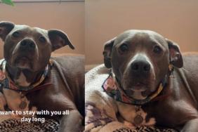 Rescue Dog Is All Ears for Her Owner’s Heartfelt Message