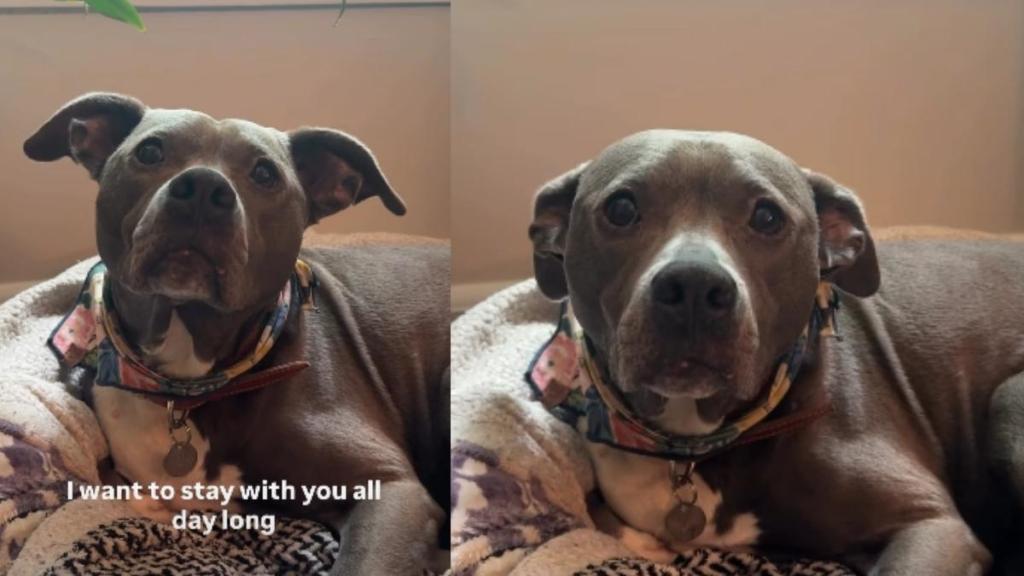 Rescue Dog Is All Ears for Her Owner’s Heartfelt Message