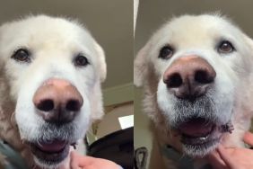 Senior Rescue Dog Once Overlooked Now Helps New Foster Fur Babies Feel Safe