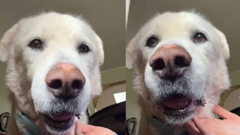 Senior Rescue Dog Once Overlooked Now Helps New Foster Fur Babies Feel Safe